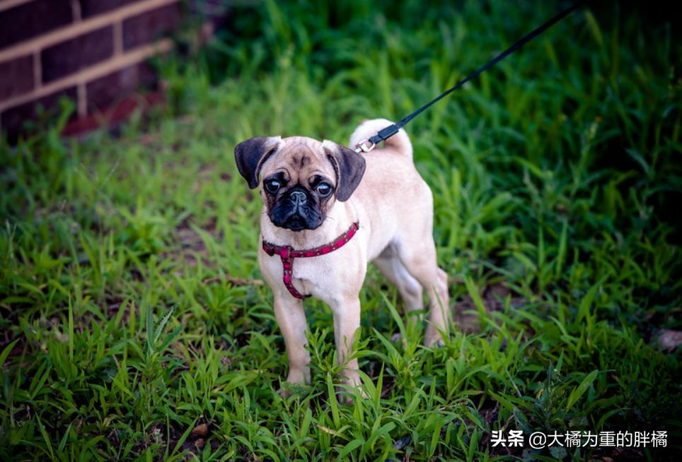 你想养狗吗教你8个养狗的理由,如果你想养宠物猫怎么办