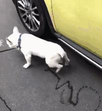 小狗被车碾压怎么赔偿,宠物狗被汽车撞了该如何赔偿