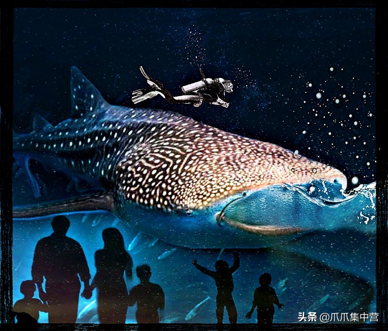 人工养殖鲨鱼死了怎么办,人工饲养虎鲸为啥短命