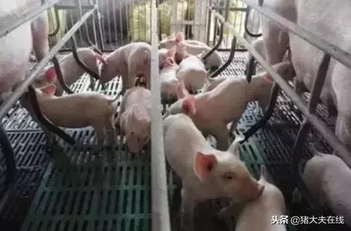 养猪十大小妙招,养猪技术和治疗方法