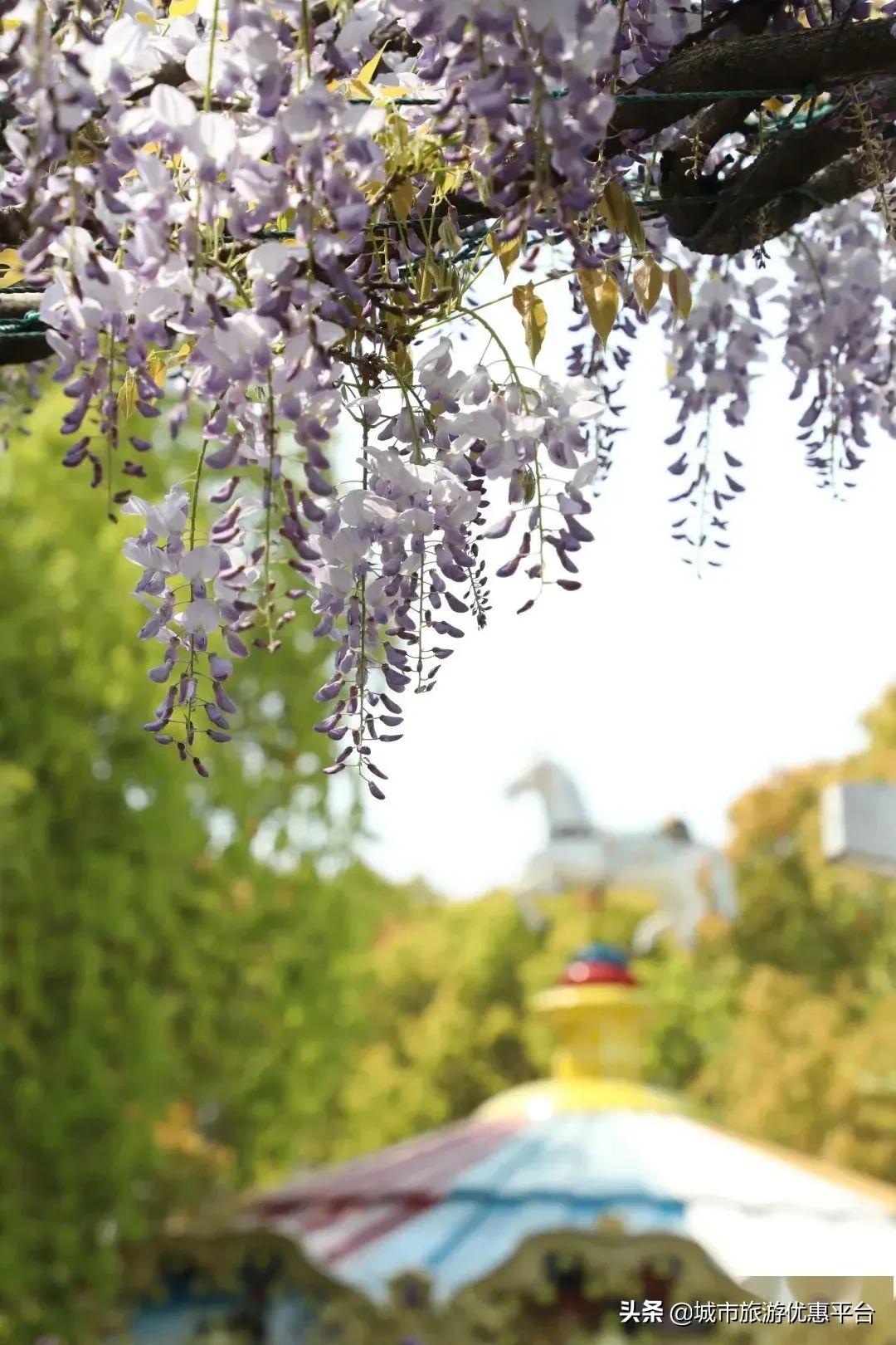 紫藤挂云木花蔓宜阳春下一句,紫藤挂云木花蔓宜阳春整首诗