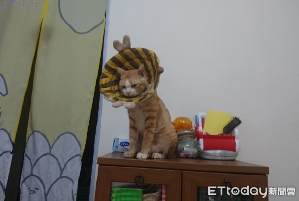 肚肚好痒软Q橘猫化身体操选手　劈一字马