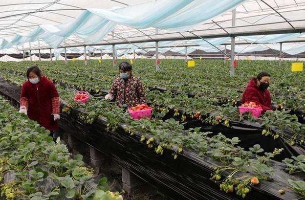 今年草莓滞销的原因,草莓滞销的最佳方法