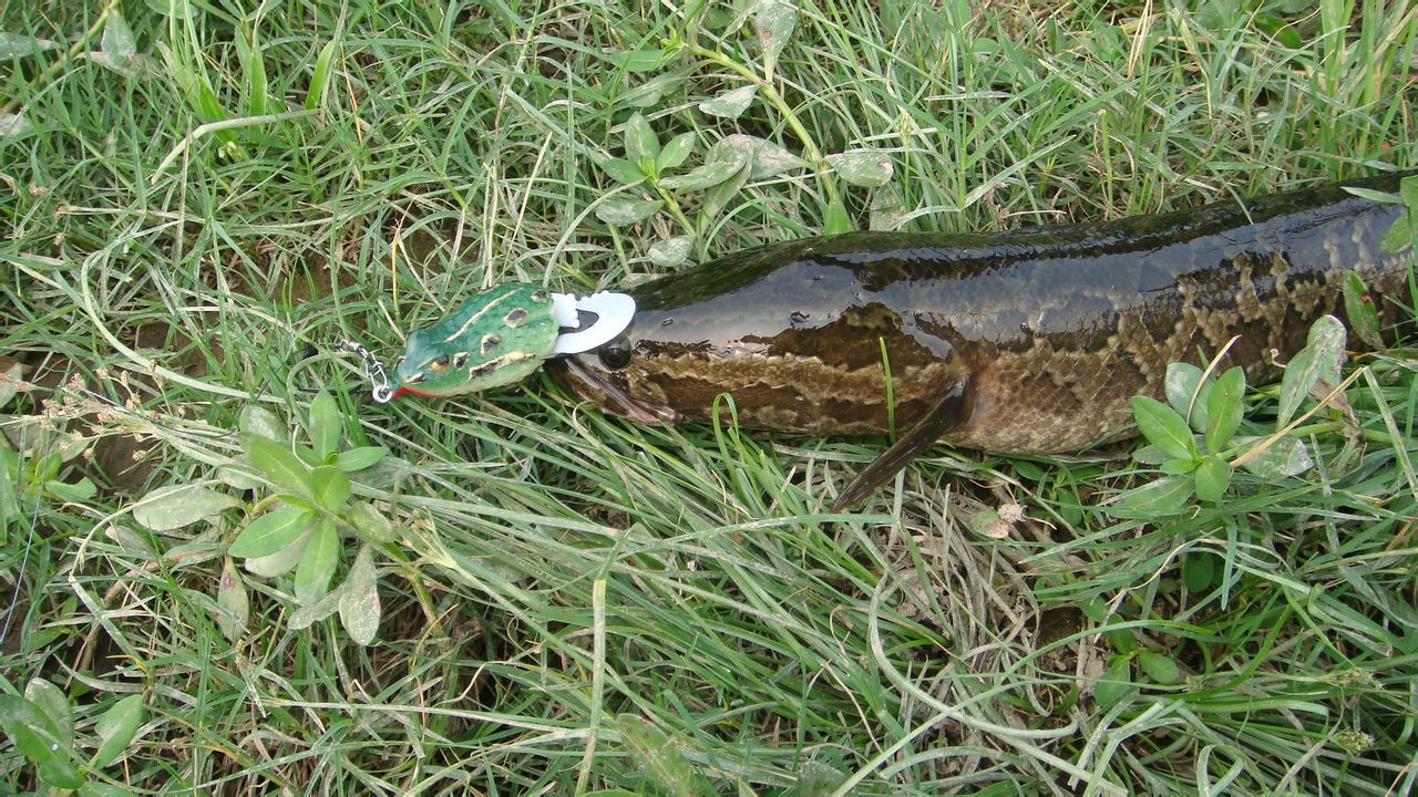 黑鱼钓法和饵料,黑鱼钓法大盘点