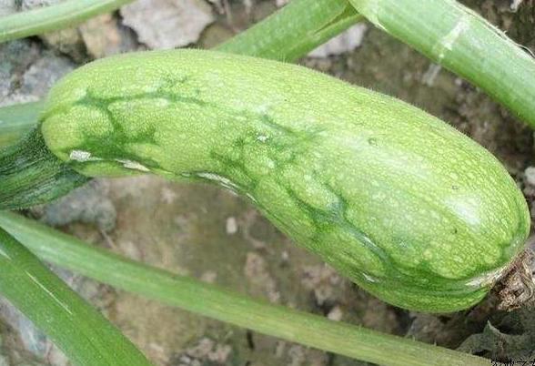 秋季西葫芦的病毒病怎么防治,西葫芦病毒病最好的防治方法