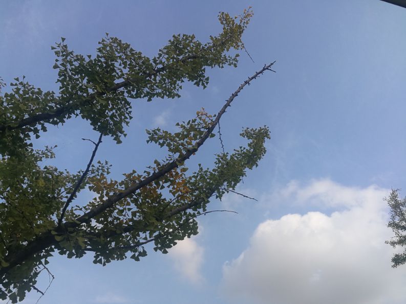 散文一缕墨香一丝牵挂,散文一朵丁香花