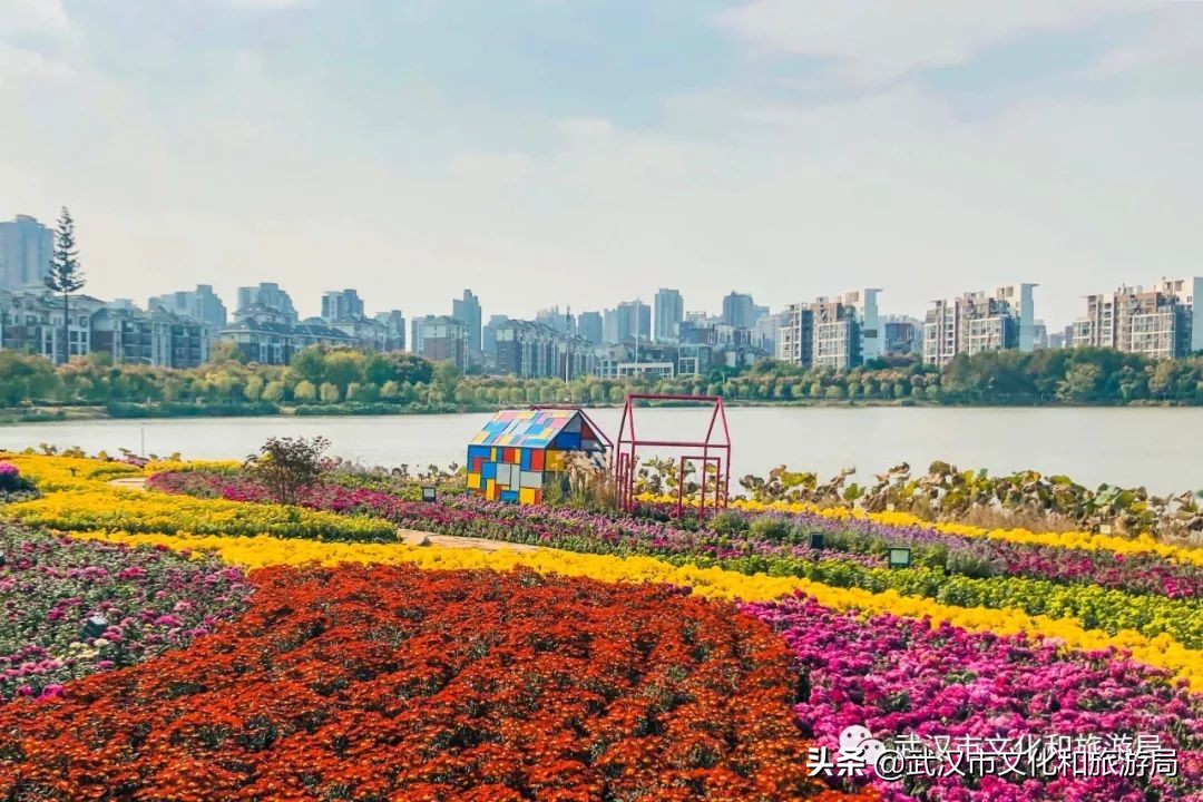 花点时间武汉东湖樱花园,武汉花点时间