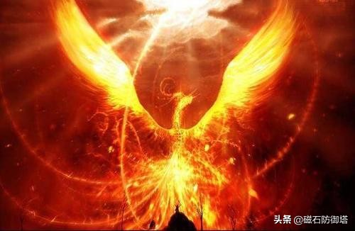 孔雀的真实秘密,孔雀有哪些独特之处