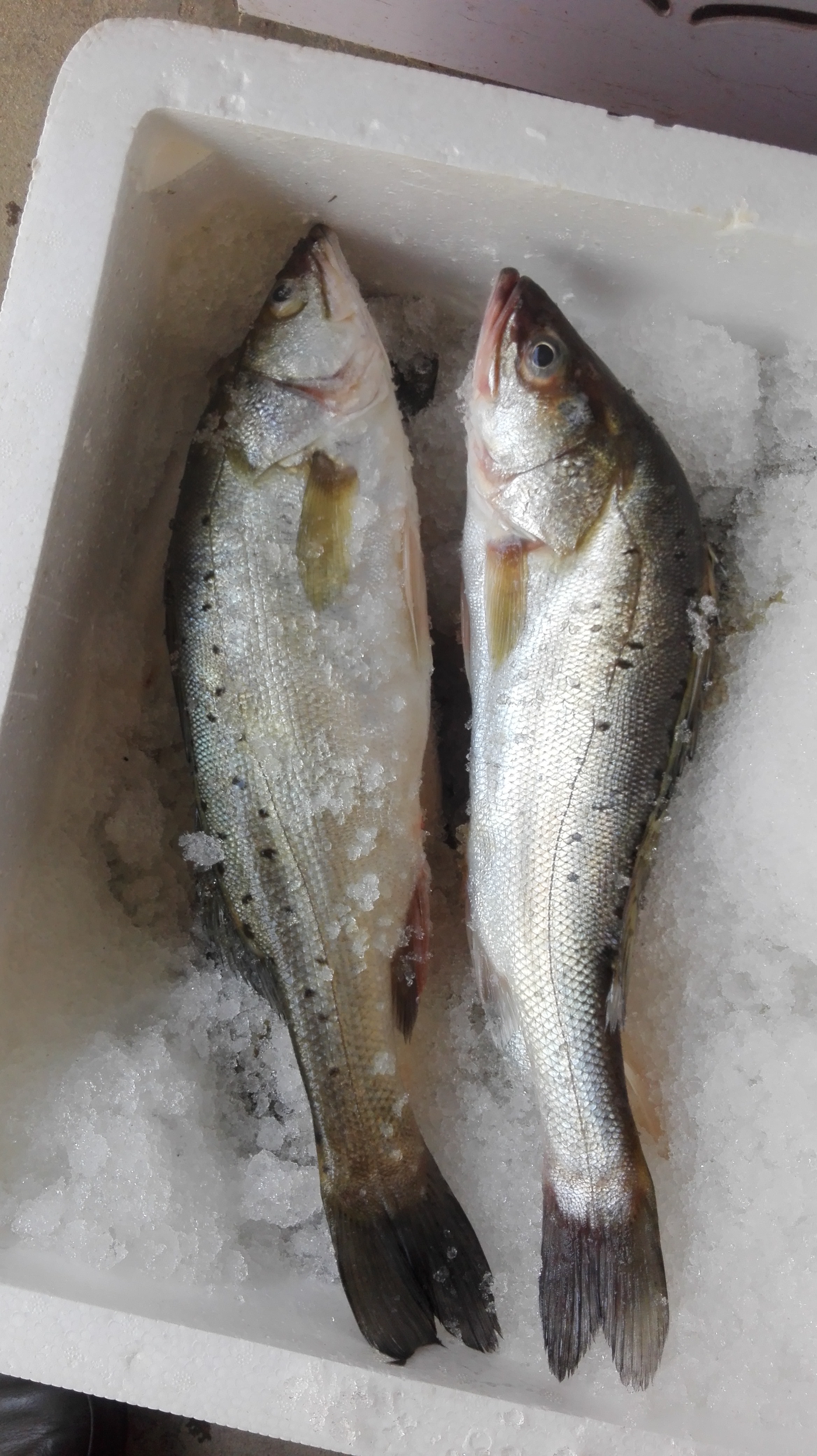 肉冷冻前能不能泡水,冰冻肉拿出来能用凉水泡吗