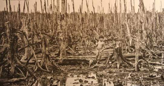 美军越战用的橙剂是什么,越南人对越南橙剂事件的看法