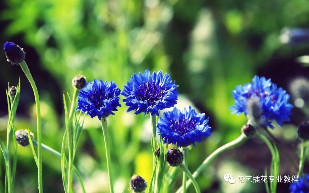 20种常见的菊科植物有哪些,哪些菊科植物好养