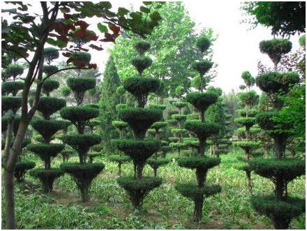 全国各地苗木品种,常用苗木市场报价