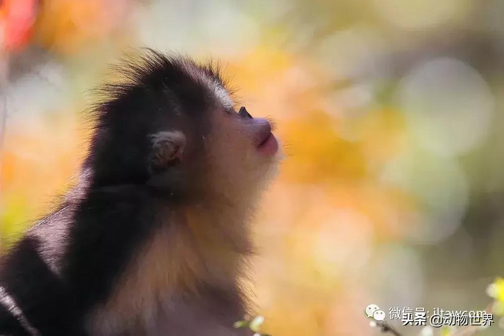 云南滇金丝猴主要栖息地为,中国濒临的动物金丝猴