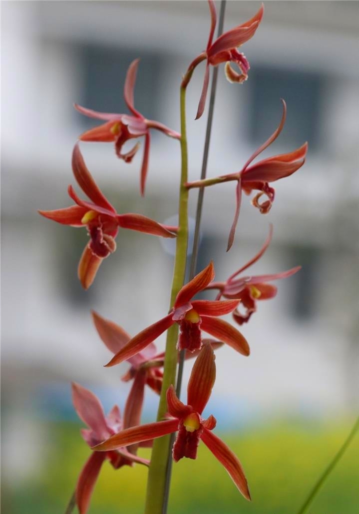 蕙兰安徽红素,安徽霍山蕙兰红素