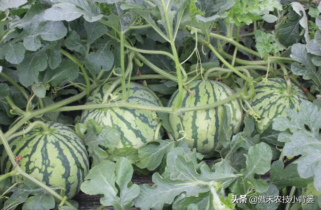 甜王西瓜种植全套技术,金纯甜王西瓜种植前景