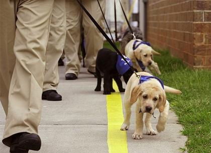 导盲犬是世界上最乖的犬吗,唯一能当导盲犬的狗