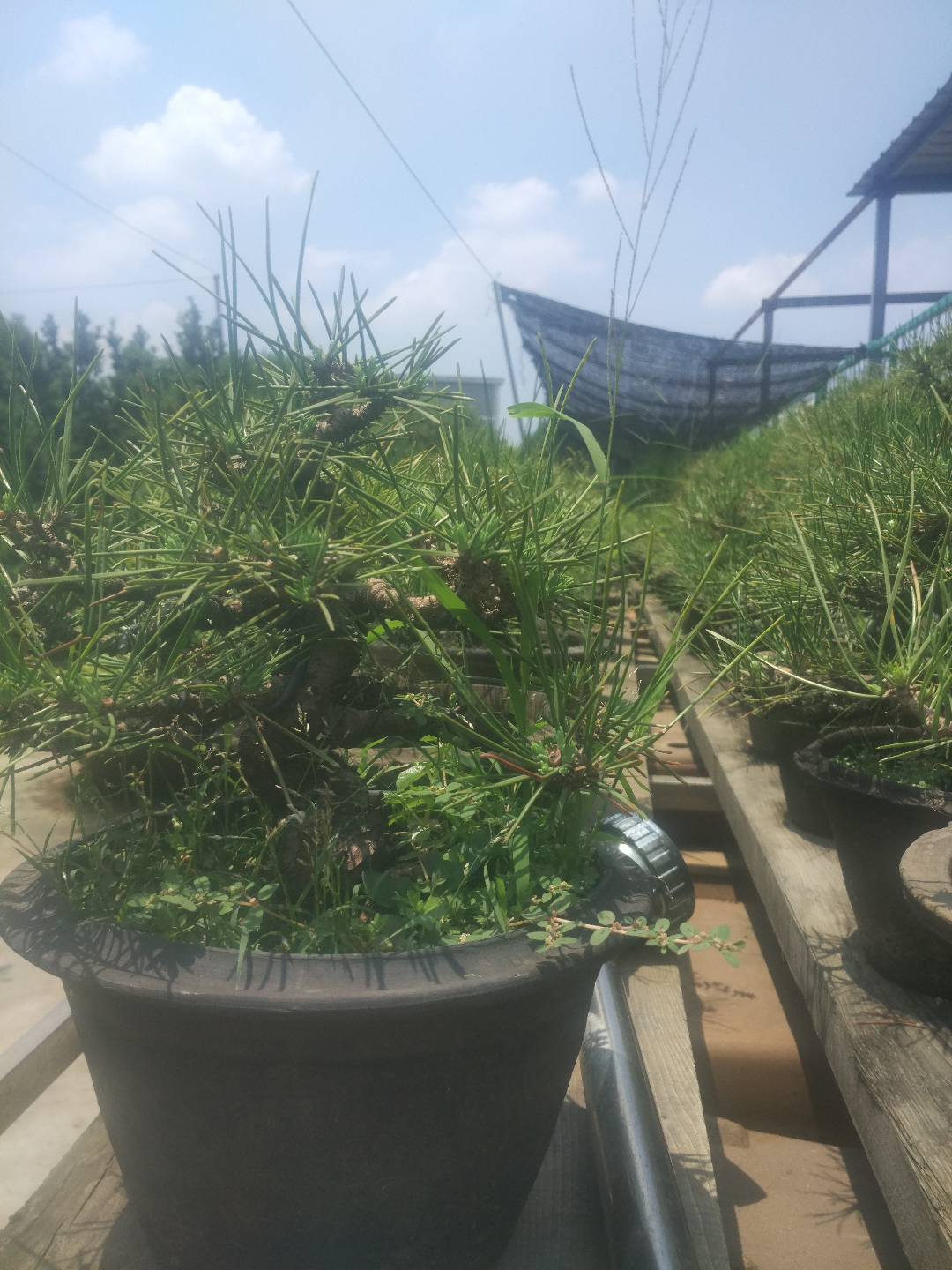 掌上盆景100种,掌上盆景