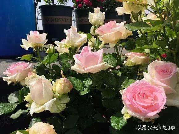 露台打造花海,她用10年改造庭院