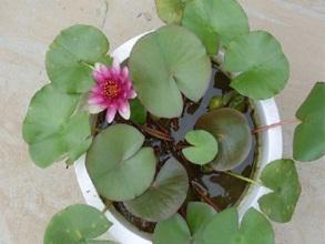 荷花怎么种植,令箭荷花养殖