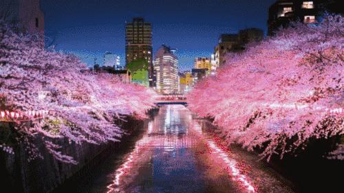 星巴克春日限定樱花星冰乐,星巴克樱花限定加樱花