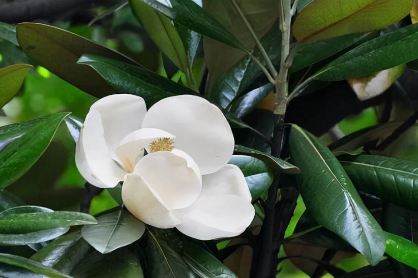 名贵树种——广玉兰植物非试管高效快繁