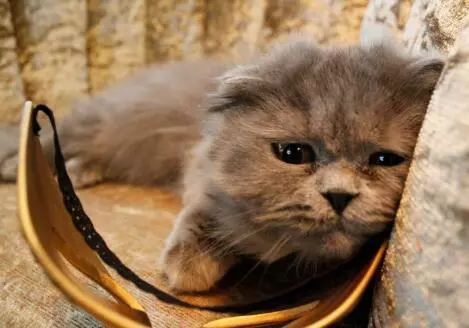 猫咪生病可以服用人吃的抗生素吗,猫咪生病是先吃益生菌还是葡萄糖