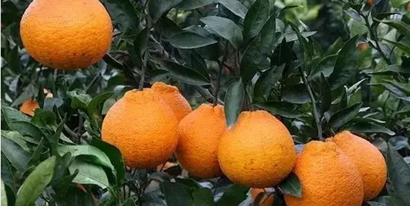 蒲江春见耙耙柑不知火丑柑,春见耙耙柑和耙耙柑有什么区别