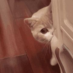 明天下午维乐城免费试吃！不怕你吃不饱！就怕你吃不完