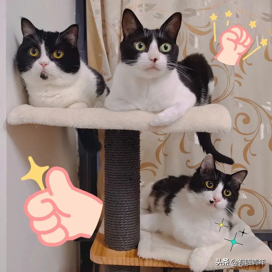 橘猫为什么是魔鬼,橘猫的恐怖之处