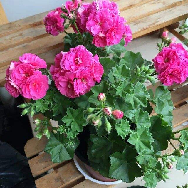 如何让家里的花常年绿油油,哪种花在光线不足屋子里好养