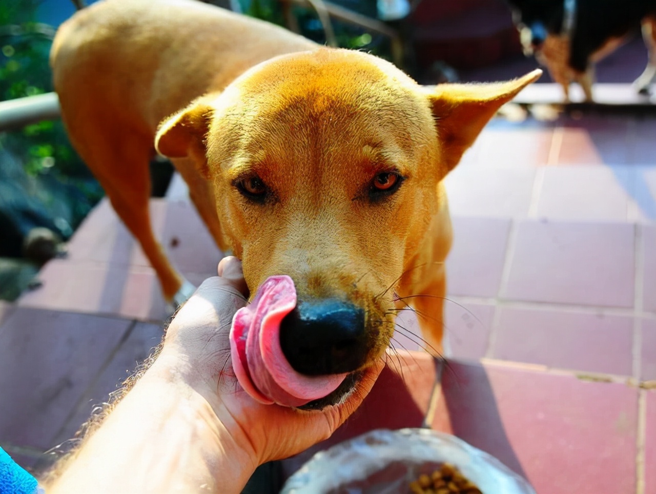 狗狗舔这些地方，其实是想告诉你不同的事情