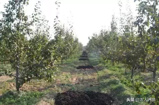 梨树高产秘方,梨树栽培技术及病虫害防治措施