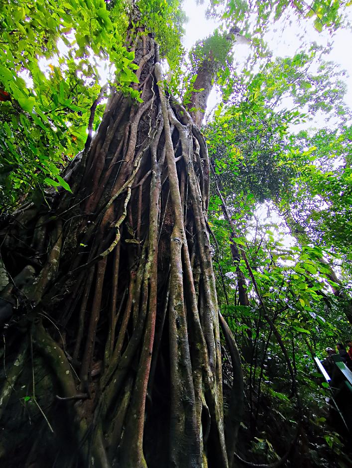 了解西双版纳的风俗和民族文化,西双版纳哈尼族特色民族文化