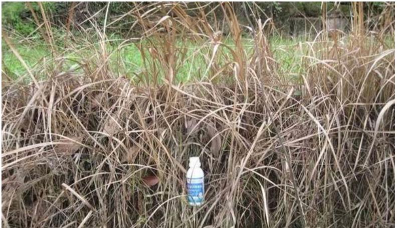 什么除草剂不能在果园使用,这些除草剂千万别在果园用