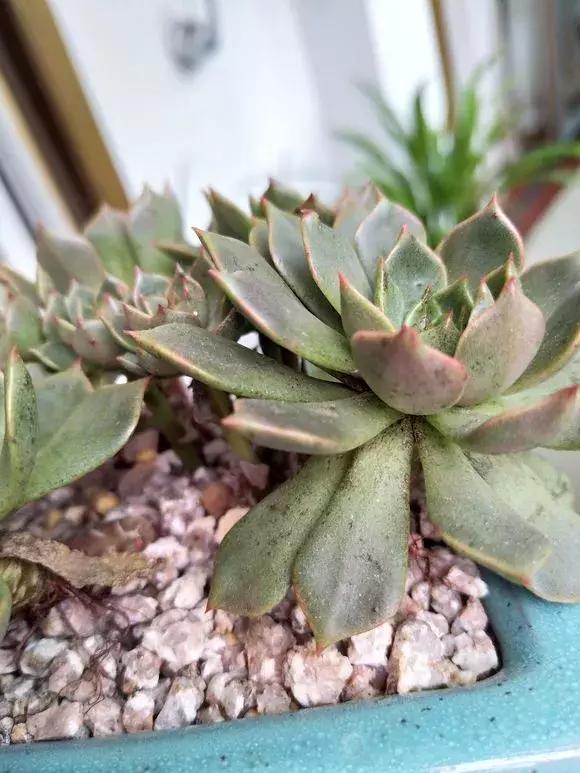 多肉叶子上有黑斑叶子一碰就掉,多肉红梅叶子上有黑点是怎么回事