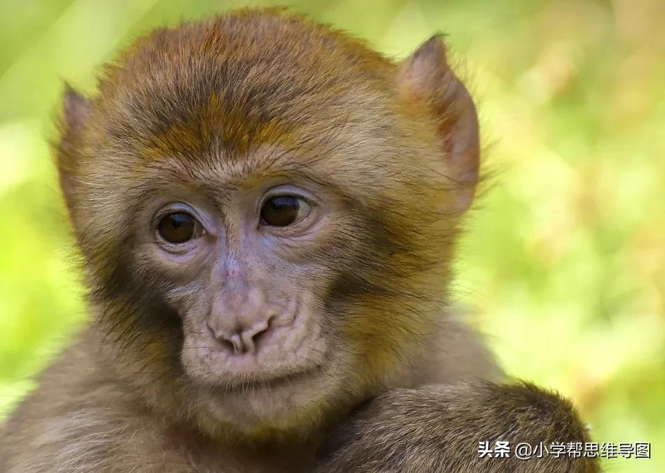 作文我和孙悟空过一天带批注,作文我和孙悟空过一天
