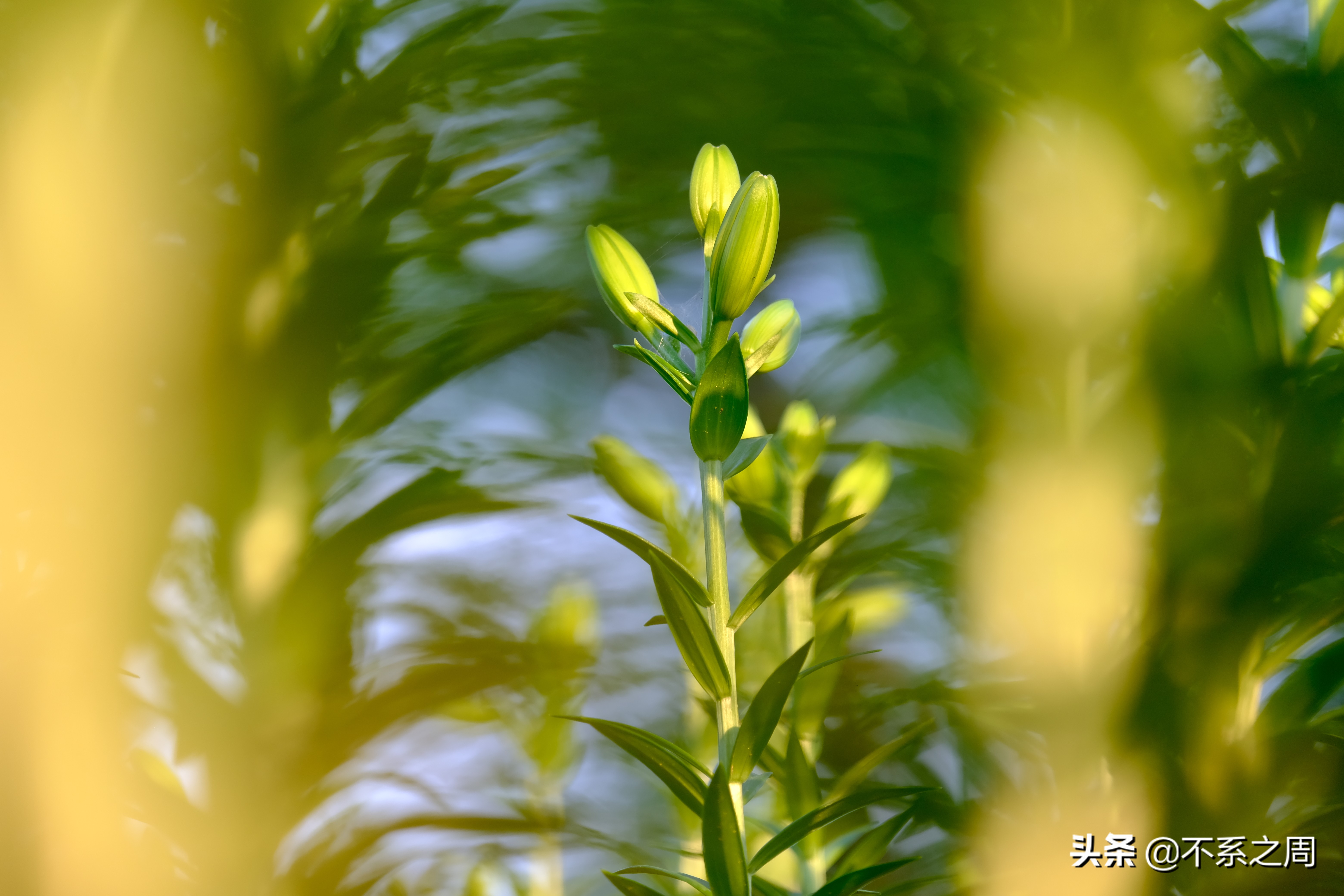 无锡梅园百合花节,无锡梅园中秋游园会