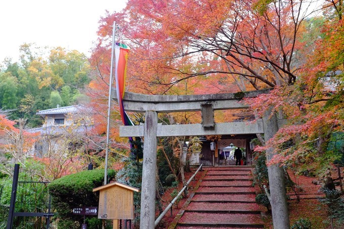 京都赏枫2022,京都赏枫必去景点有哪些好玩的