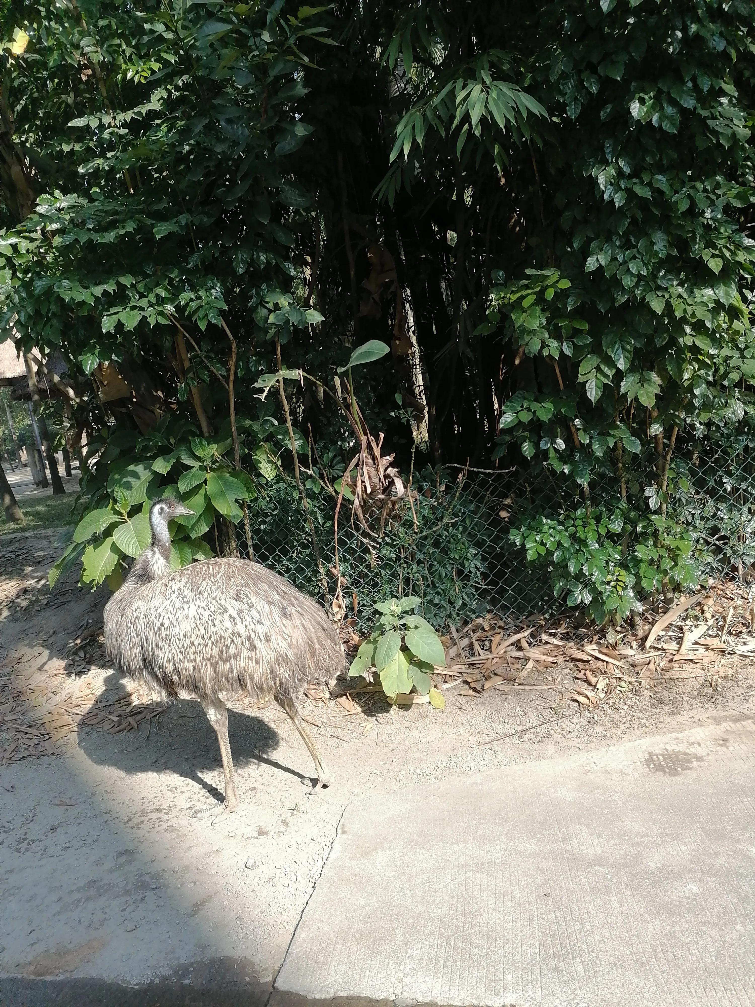 去广州长隆动物世界游玩攻略,广州长隆动物园亲子游玩攻略