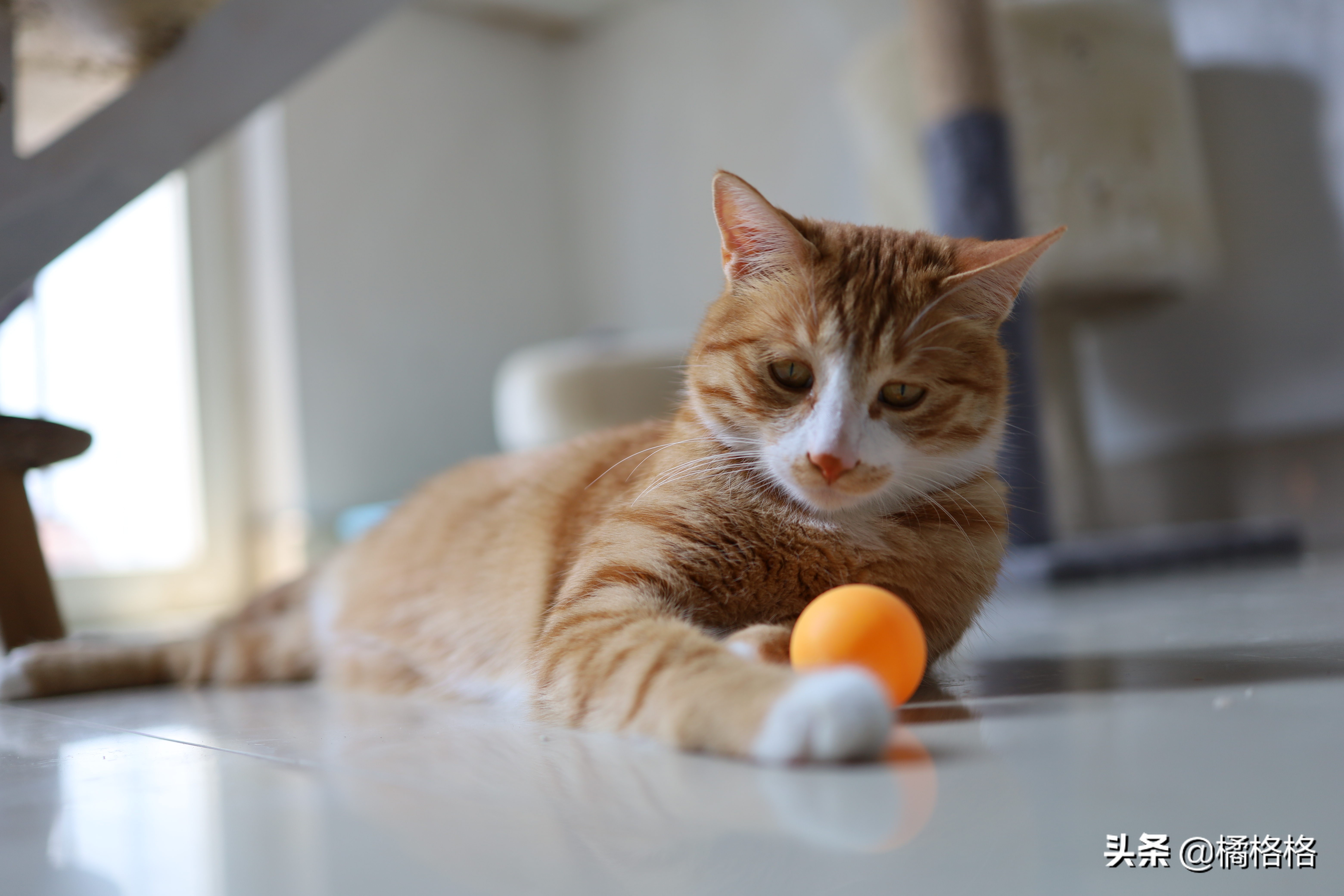 夏天给猫剃脚毛散热,夏天给猫剃毛用几毫米