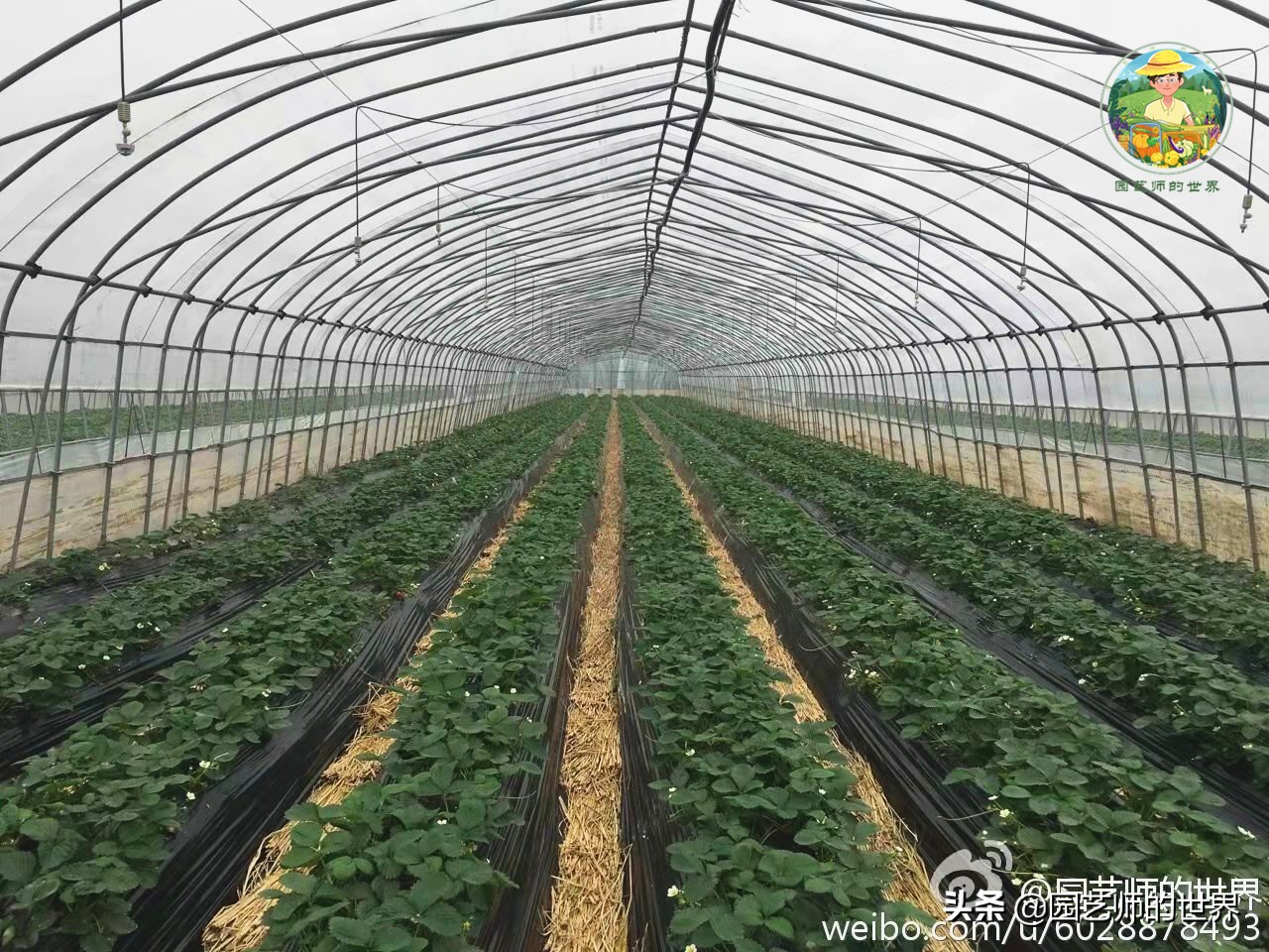 夏季草莓还能开花结果吗,草莓夏季高产