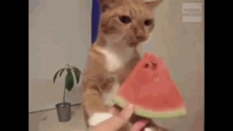 艺术狗视频,艺术狗造型