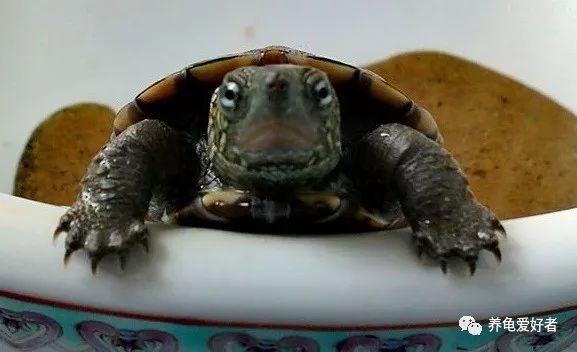 怎么养龟才能让乌龟快点长大,养龟需要做到哪几点防止乌龟生病