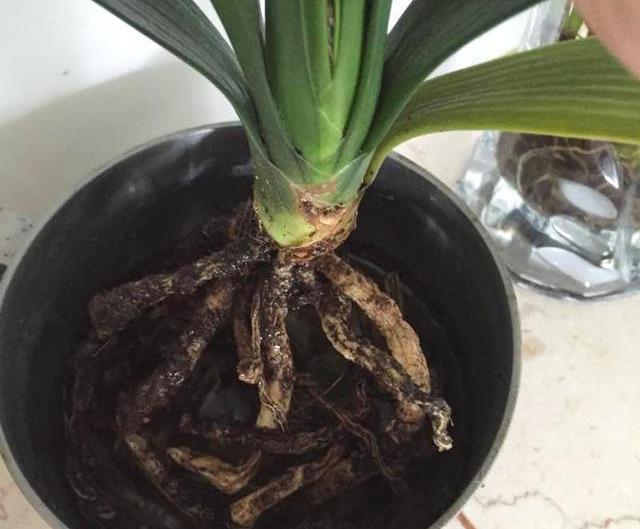 君子兰长得慢怎么办,君子兰长得慢怎么治