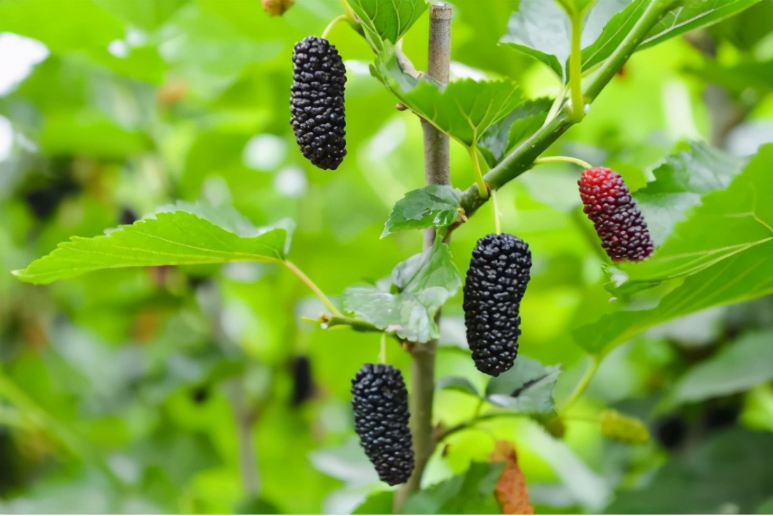 夏天清热降火养生茶自己做,夏天喝什么茶降火解暑