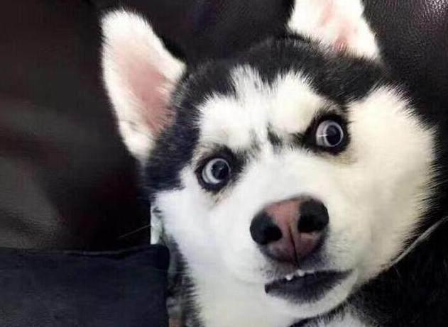 为什么要卖星期狗有什么好处,关于星期狗你了解多少