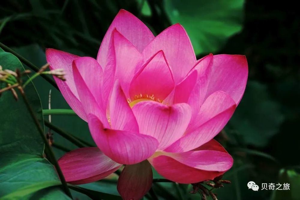 郑州赏荷花攻略,中国赏荷必去的地方