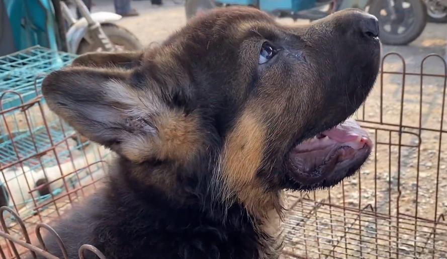 小德牧中暑,德牧幼犬中暑反应