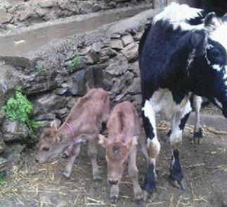 养牛的7个养母牛技术绝招,养牛技巧教学母牛下崽后的护理