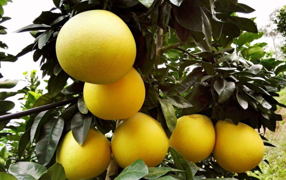 果农教我挑柚子只需记住这4点,买柚子必买的3句口诀